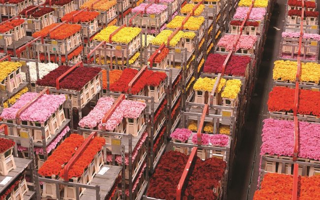 Royal Flora Holland - Aalsmeer